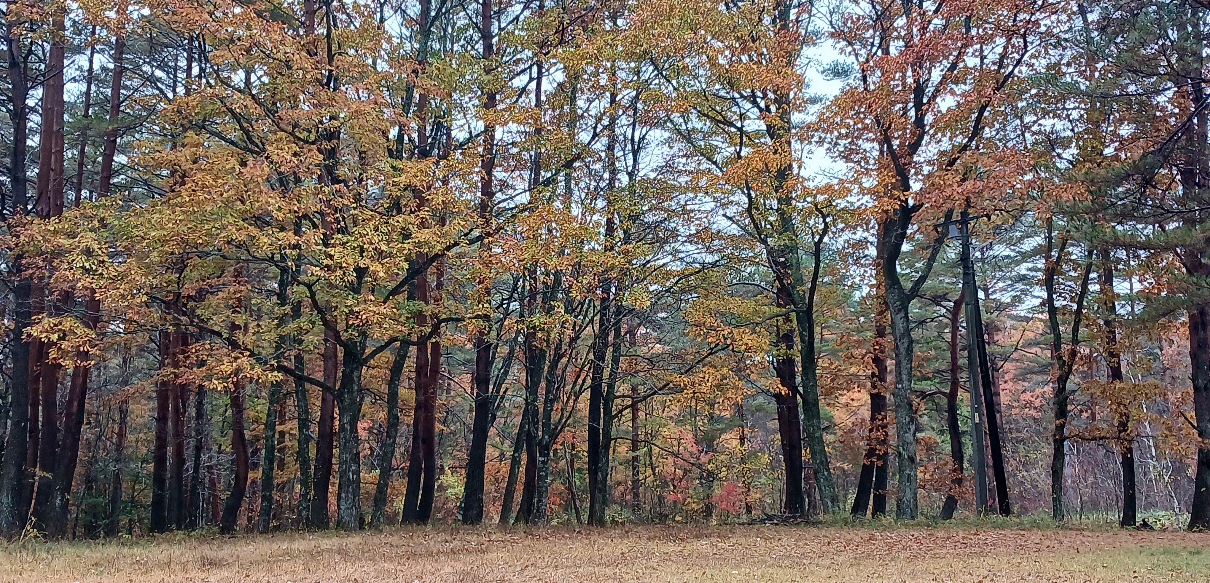 BAR & CAMP 恭山の秋のキャンプサイト風景